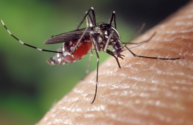 Doğaya 20 Milyon Sivrisinek Salınacak !
