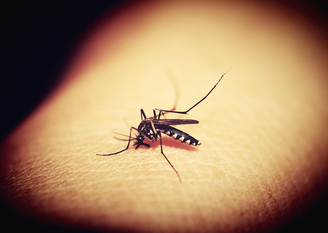 Sivrisinekler Emdikleri Kanı 3 Günde Sindiriyor
