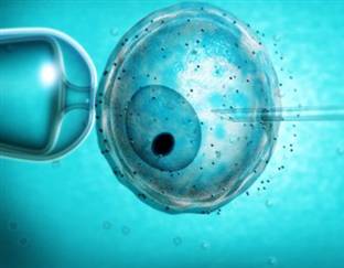 Genetik 2.0 : Anne genomu donör yumurtasına aktarıldı