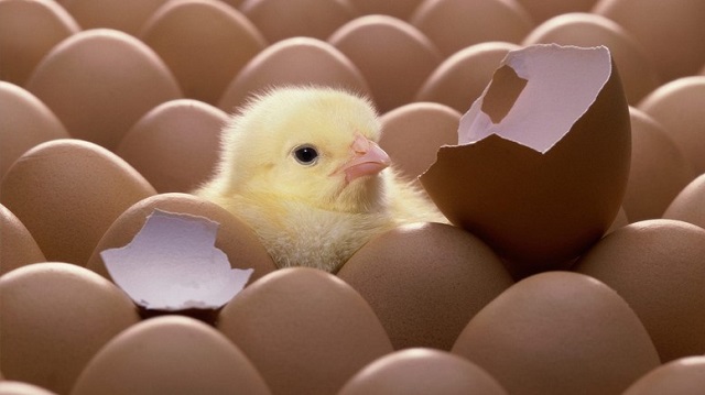 Japonlardan Kanserle Mücadele İçin Yumurta Üretecek Tavuk