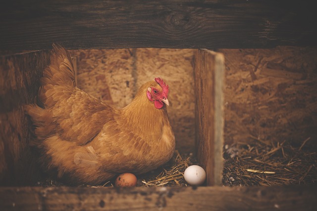 İskoç Uzmanlar “Kanser İlaçları Yumurtlayan Tavuk” Yetiştirdi 