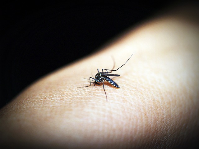 Sivrisinekler İçin İnsan Kanını Ölümcül Hale Getiren İlaç Sıtmanın Yayılmasını Azaltıyor