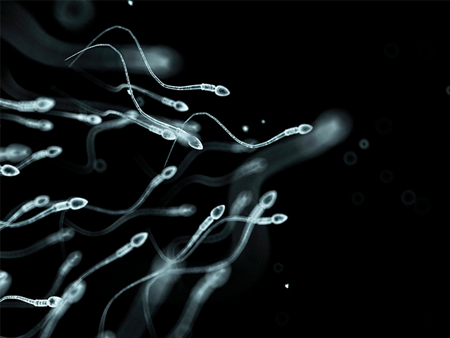 Mikroakışkan Çip Sağlıklı Sperm Topluyor