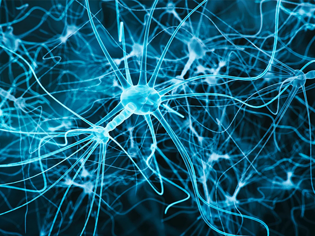 Hücre Döngüsüne Yeniden Giren İnsan Beyni Nöronları Hızla Yaşlanıyor