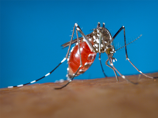 Sivrisinek Hastalıklarını İncelemek için Otomatik Besleme Platformu