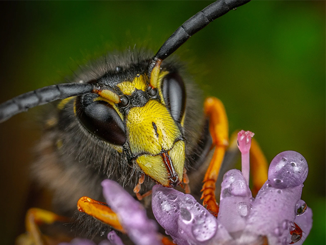 Yaban Arılarından Esinlenilerek Geliştirilen Beyin Erişimi için Esnek Kateter