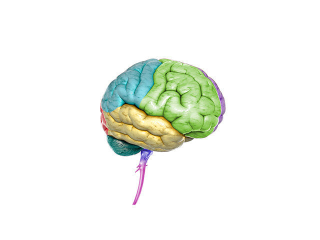 İnsanların Boyunun Uzamasının Arkasındaki Beyin Sensörünün Keşfi