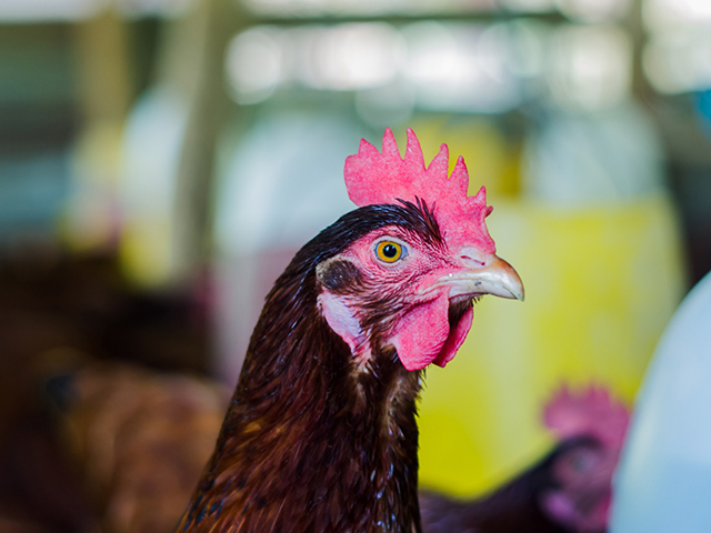 Kuş Gribi: Genetiği Değiştirilmiş Tavuklar