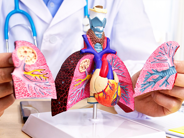 Akciğer Dokusunun Yeni Bilgisayar Modeli Kanser için Daha Güvenli Radyoterapinin Habercisi Olabilir