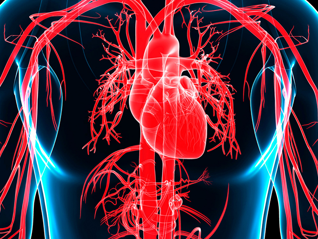 Kalp Modeli Kalp Dokuları Üzerindeki Mekanik Yükü Simüle Ediyor