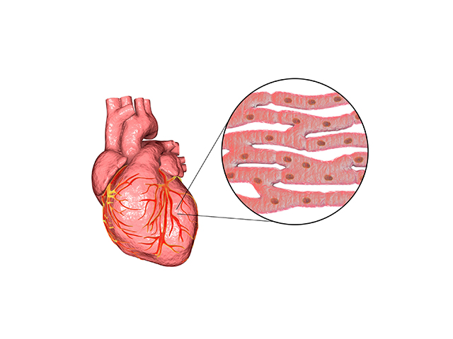 3D Baskılı Kalp Kası