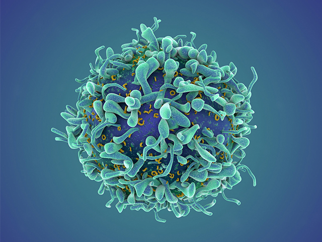 Bilim İnsanları T Hücrelerinin Yeni Bir Modülatörünü Keşfetti