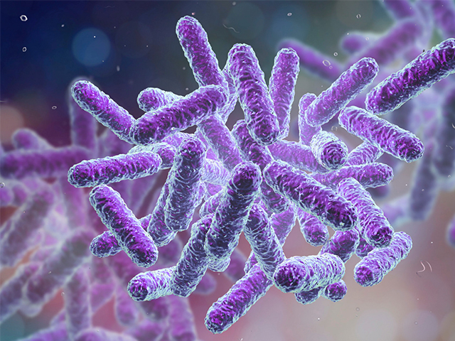 Yeni Antikorlar Dirençli Bakterileri Etkisiz Hale Getiriyor