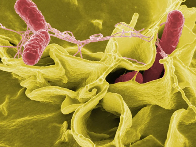 Yağ Bazlı Sistemler Salmonella’yı Yok Etme Konusunda Umut Vaat Ediyor