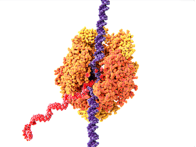 Küçük Bir RNA Dizisi Kanserle Mücadelenin Anahtarı mı?