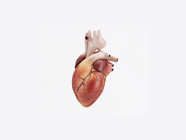 Araştırmacılar Daha Gerçekçi Sentetik İnsan Mini Kalpleri Yaratıyor