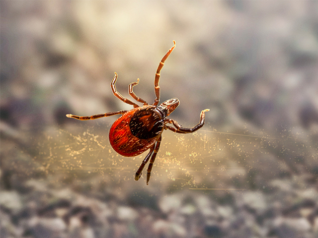 Kene Hücrelerindeki Kolesterol Sırrı Lyme Hastalığını Durdurabilir