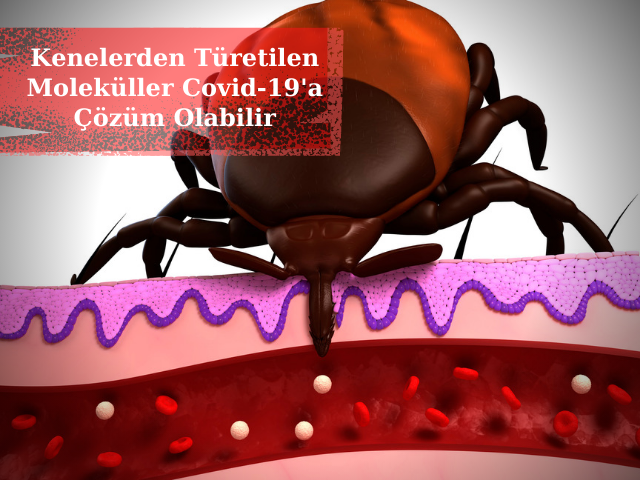 Kenelerden Türetilen Moleküller Geç Evre COVID-19 Tedavisi Olarak Kullanılabilir