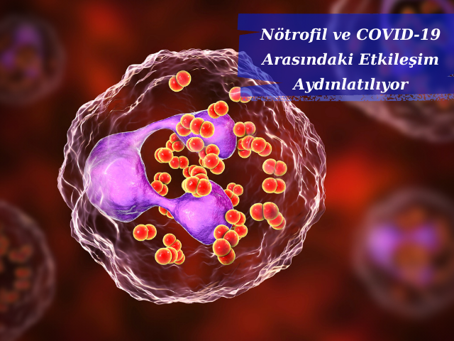 Aşırı Aktif Nötrofiller Ciddi COVID-19 Semptomlarına Neden Olabilir