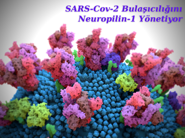 SARS-Cov-2 Bulaşıcılığını Neuropilin-1 Yönetiyor