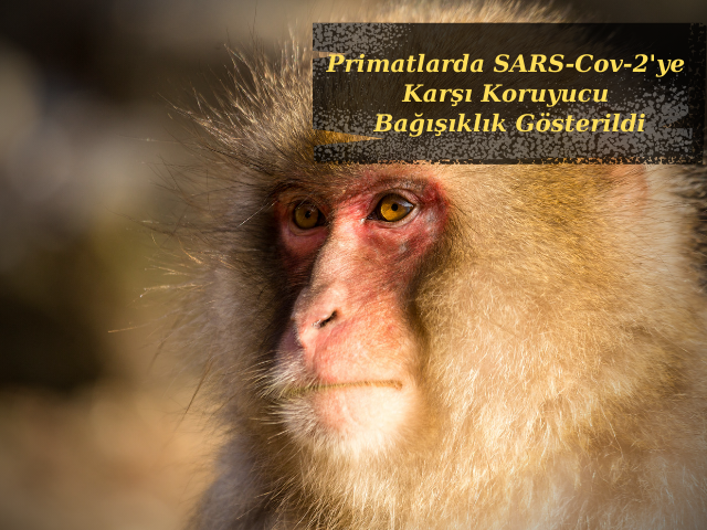 Primatlarda SARS-Cov-2'ye Karşı Koruyucu Bağışıklık Gösterildi