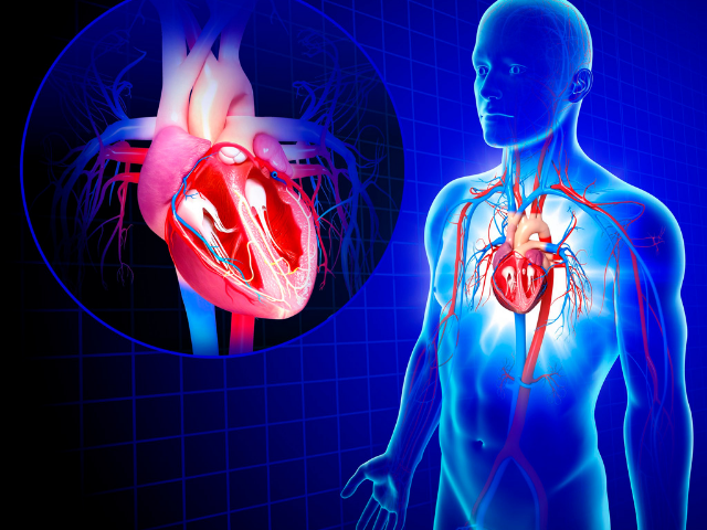 Kalp Krizinden Sonra Kalplerin İyileşmesine Yardımcı Olacak Mekanizma Keşfedildi