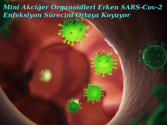 Mini Akciğer Organoidleri Erken SARS-Cov-2 Enfeksiyon Sürecini Ortaya Koyuyor