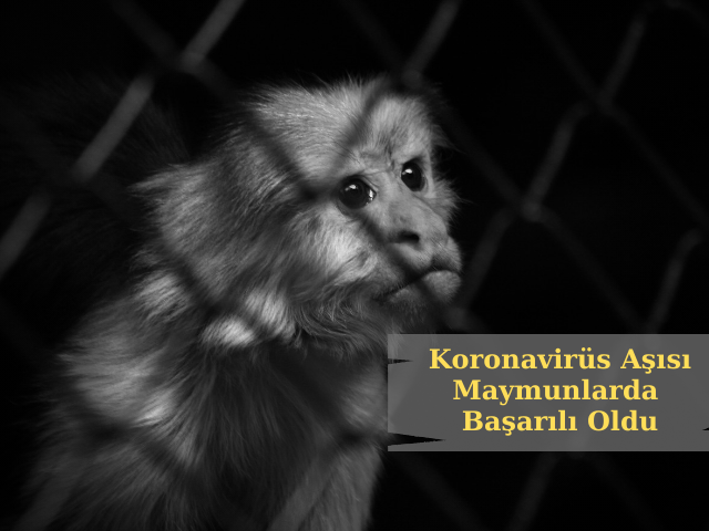 Çinli Biyoteknoloji Firması Koronavirüs Aşısının Maymunlarda Başarılı Olduğunu Söyledi