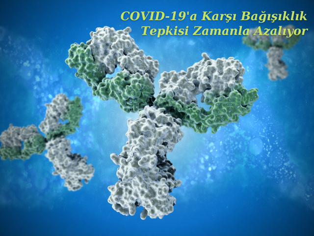 COVID-19'a Karşı Bağışıklık Tepkisi Zamanla Azalıyor