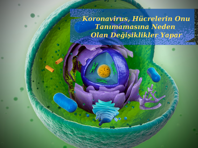 Koronavirus, Hücrelerin Onu Tanımamasına Neden Olan Değişiklikler Yapar