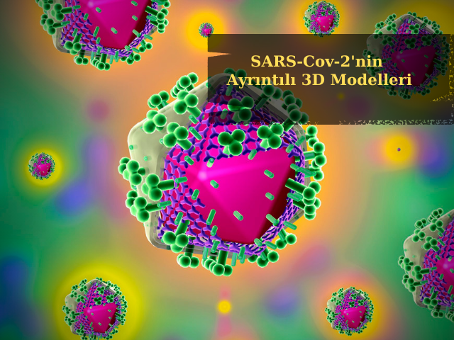 SARS-Cov-2'nin Ayrıntılı 3D Modellerini Görmek Ücretsiz