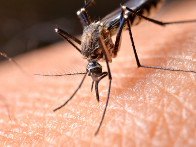 Sıtma Parazitindeki Yeni Mutasyonlar İlaç Direncine Neden Oluyor
