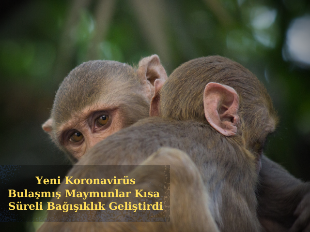 Yeni Koronavirüs Bulaşmış Maymunlar Kısa Süreli Bağışıklık Geliştirdi
