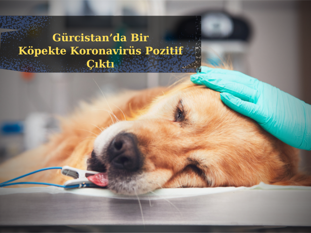 Gürcistan’da Bir Köpekte Koronavirüs Pozitif Çıktı