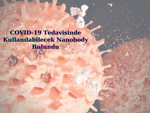 COVID-19 Tedavisinde Kullanılabilecek Nanobody Bulundu
