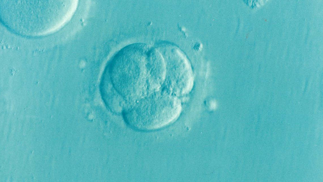 Zıplayan Genin Embriyo Gelişimi İçin Kritik Önemi Olduğu Keşfedildi